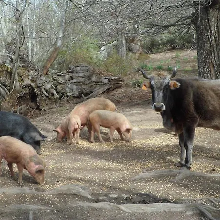 U Liccedu Hotel Bustanico