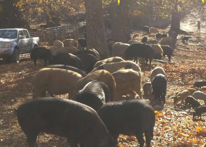 乌里赛杜酒店 Bustanico