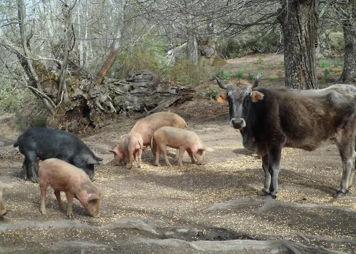 U Liccedu Hotel Bustanico